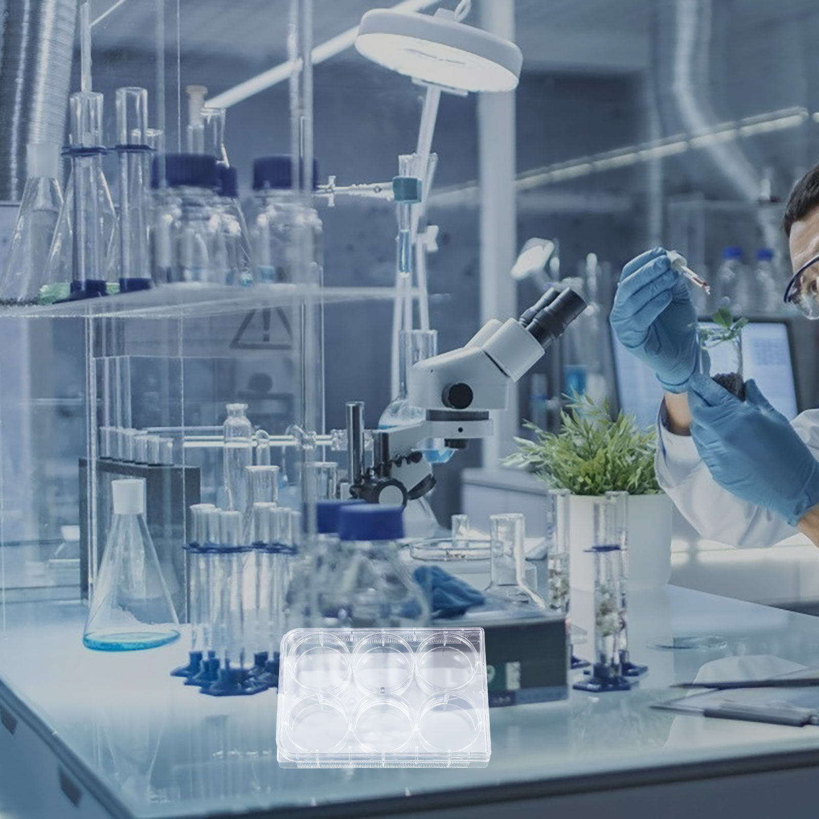 조직 배양 플레이트, 6개의 배양 구멍, 견고한 구조, - Lab Equipment 리뷰 및 가격